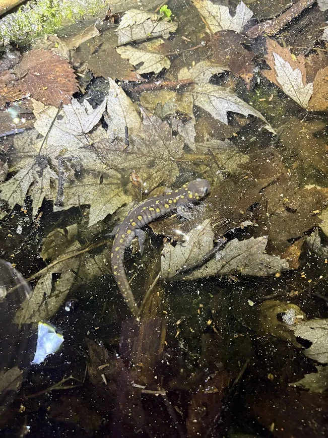 Spotted salamander in vernal pool wetland habitat during breeding season showing characteristic amphibian indicator species